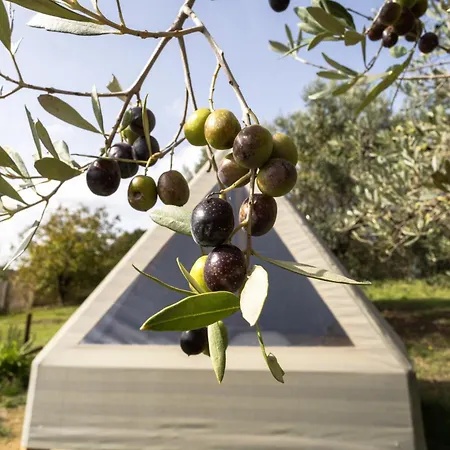 Glamping La Lodola *
