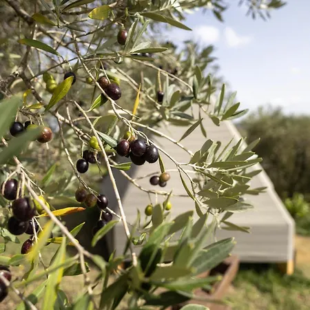 Luxury tent Glamping La Lodola *